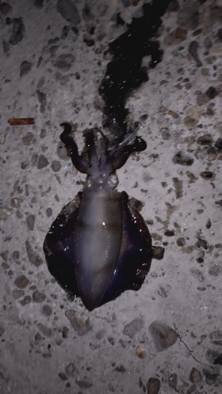 続、新子調査！