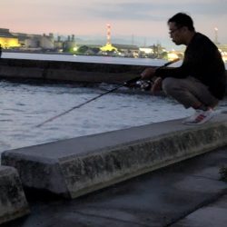 タコさん釣れました