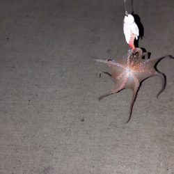 山の日やけど、タコ釣り〜