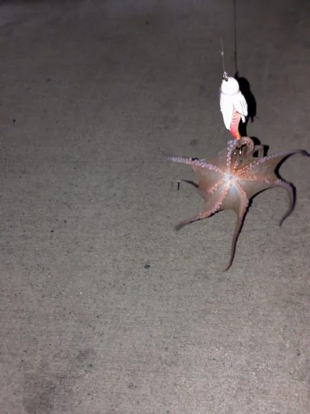 山の日やけど、タコ釣り〜