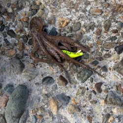 朝活、タコさん、全員安打〜