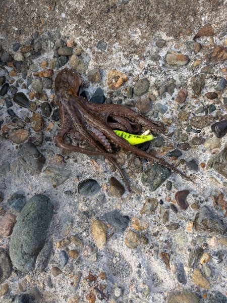 朝活、タコさん、全員安打〜