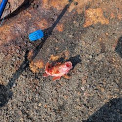 メガフロート淡路 中アジ