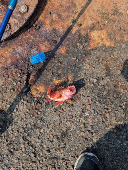 メガフロート淡路 中アジ