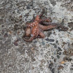 タコさん、ええやん!ええやん!