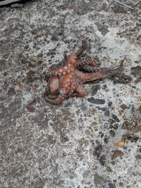 タコさん、ええやん!ええやん!