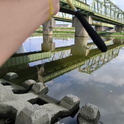 懲りずにテナガエビ