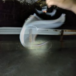 ちょい投げリベンジ