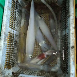 楽しいイカメタル