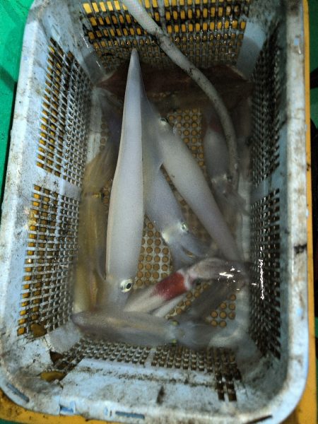 楽しいイカメタル