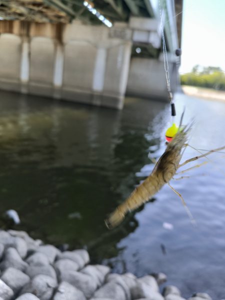武庫川ハゼ釣り調査