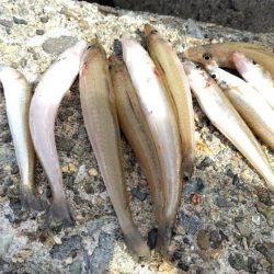 数釣りは難しい