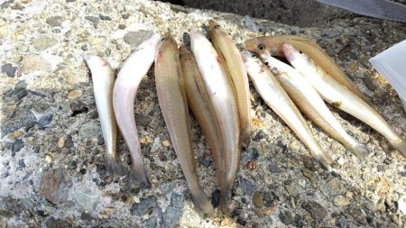 数釣りは難しい