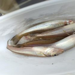 今日は早上がり