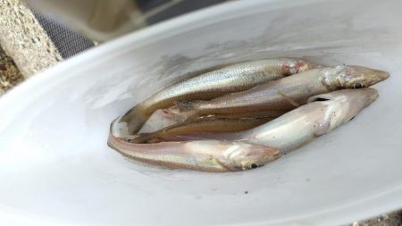 今日は早上がり