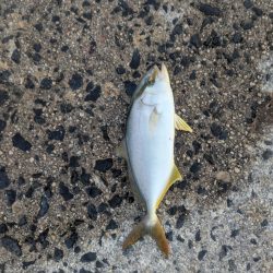 朝マズメのサビキから泳がせ釣りへ！