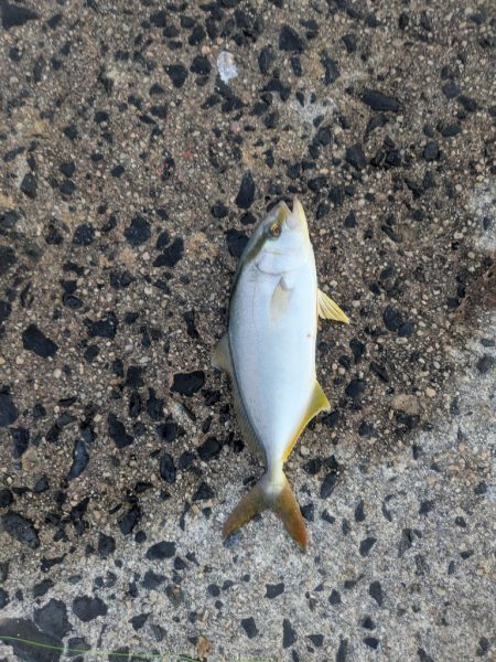 朝マズメのサビキから泳がせ釣りへ！