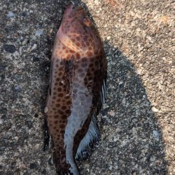 結局、小物釣り