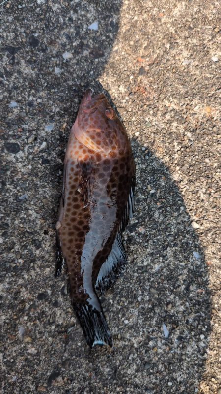 結局、小物釣り