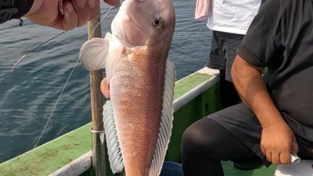 幻のシロアマダイ