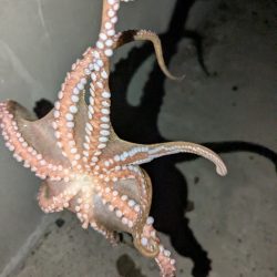 なんだかんだ釣れるタコ