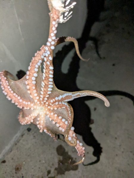 なんだかんだ釣れるタコ