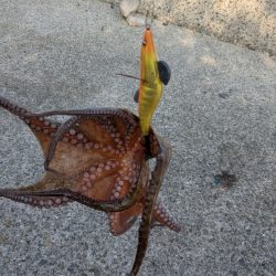 タコ釣