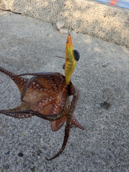 タコ釣