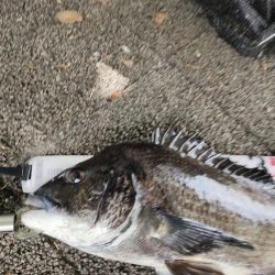 チヌの落とし込み釣り(ヘチ釣り)
