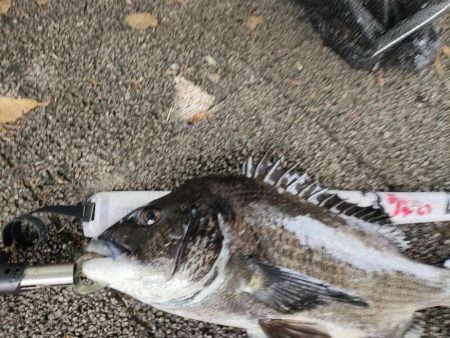 チヌの落とし込み釣り(ヘチ釣り)