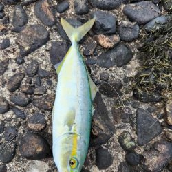 久しぶりの青物