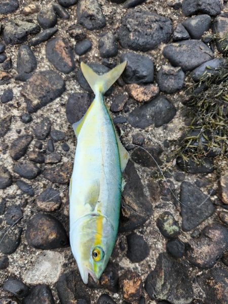 久しぶりの青物