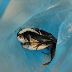 サゴシ祭りとは、、、