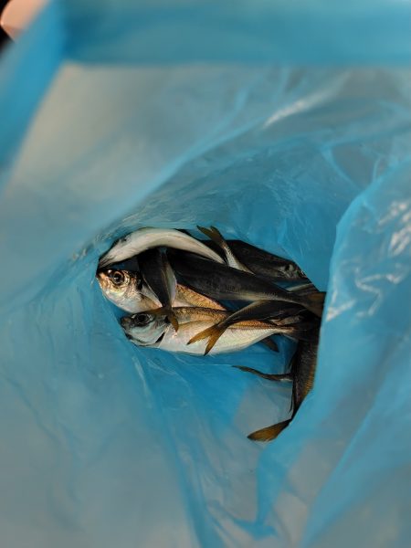 サゴシ祭りとは、、、