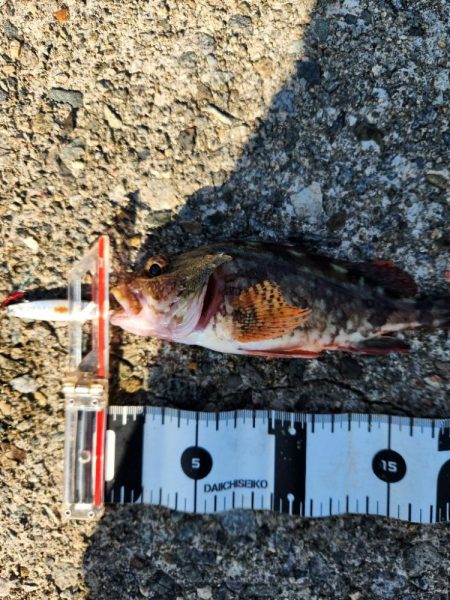 盆の釣り　2日目