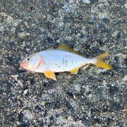 盆の釣り　3日目