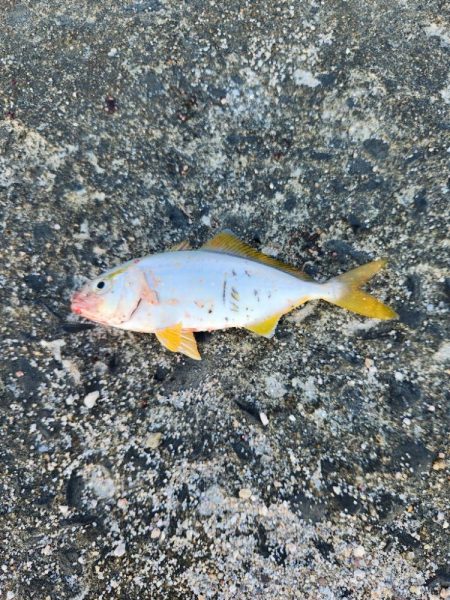 盆の釣り　3日目