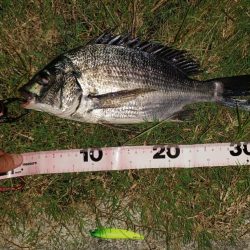 久しぶり釣行でチヌ2尾