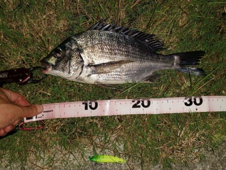 久しぶり釣行でチヌ2尾