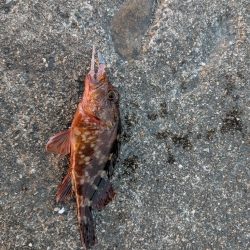 テールピロピロ