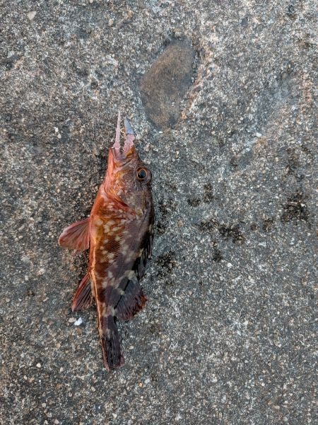 テールピロピロ