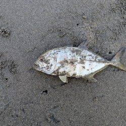 久しぶりのアイツ