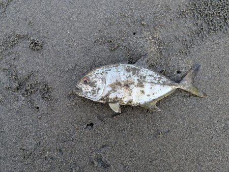 久しぶりのアイツ