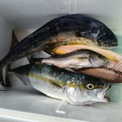 カヤックフィッシングで五目達成