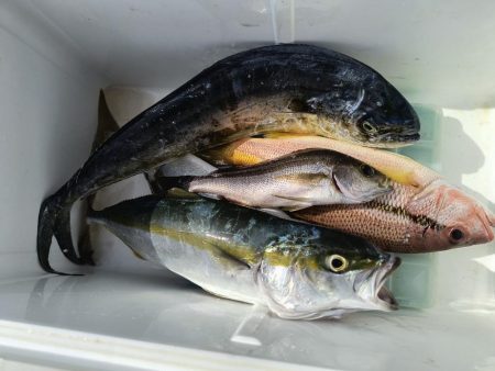 カヤックフィッシングで五目達成