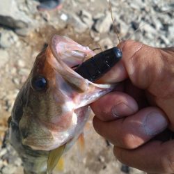 ディープから2本