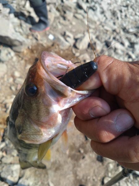 ディープから2本