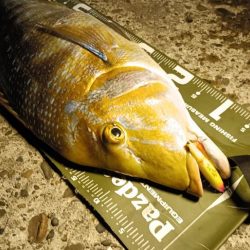 ヒラスズキの湧く堤防でモンスターと遭遇!