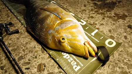 ヒラスズキの湧く堤防でモンスターと遭遇!