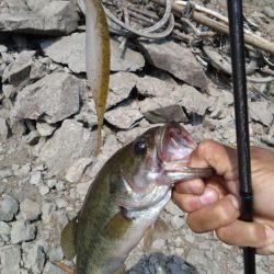 ディープから2本